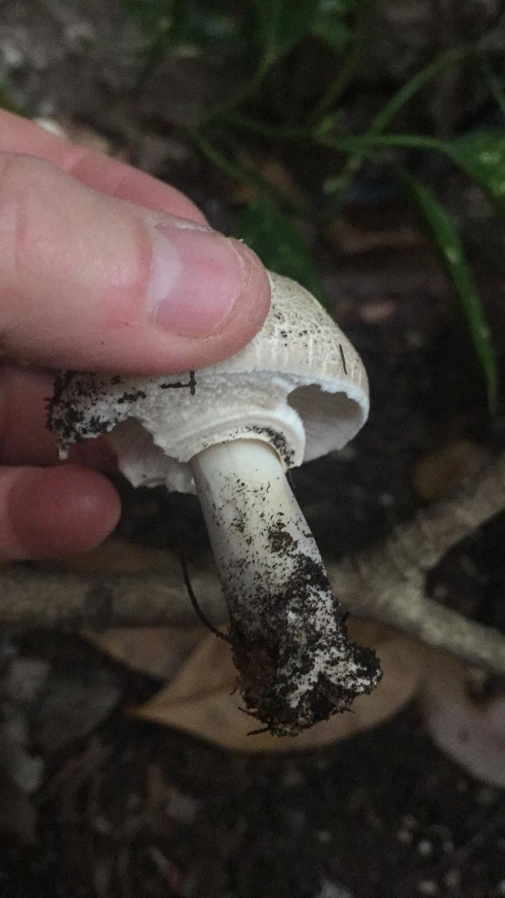 funghi sul lago di Garda